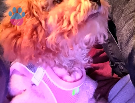 Maltipoo 7 Aylık Dişi Yuva Arıyor