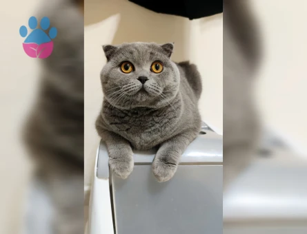 Scottish Fold 8 Aylık Yuva Arıyor