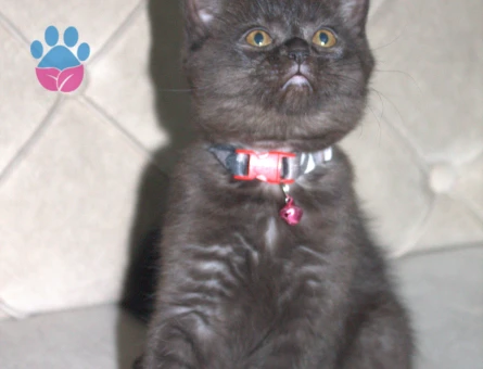 British Shorthair Yavrular 1 Yaşında
