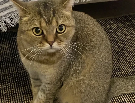 British shorthair sevimli ve oyuncu