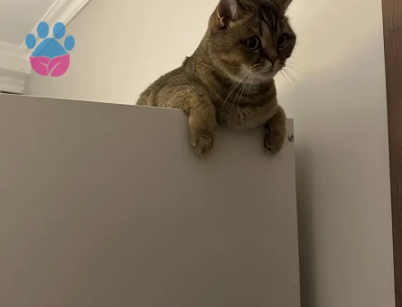 British shorthair sevimli ve oyuncu