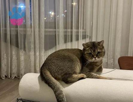 British shorthair sevimli ve oyuncu