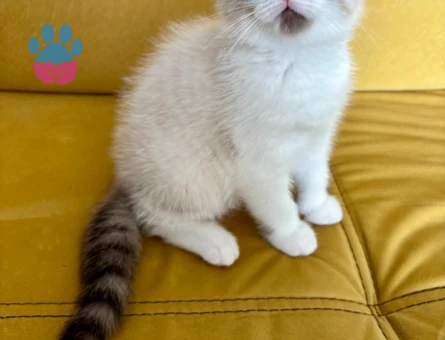 Scotish fold yavrusu