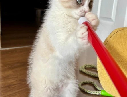 Scotish fold yavrusu