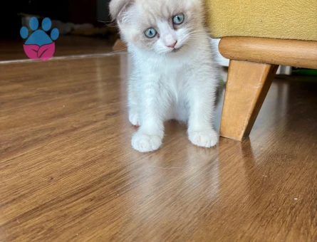 Scotish fold yavrusu