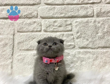 Scottish Fold Gri Dişi 2 Aylık Ayıcık Surat