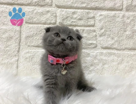 Scottish Fold Gri Dişi 2 Aylık Ayıcık Surat