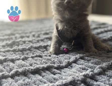Duman Grisi Scottish Fold 2 Aylık