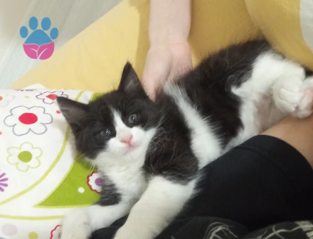 Tekir Çok acil yavru kedi kalıcı yuva aranıyor