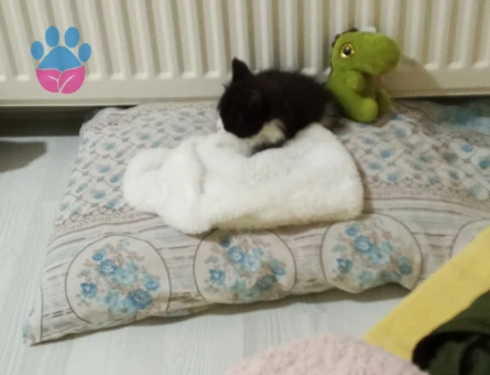 Tekir Çok acil yavru kedi kalıcı yuva aranıyor