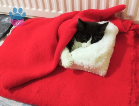 Tekir Çok acil yavru kedi kalıcı yuva aranıyor