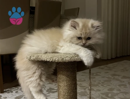2 Aylık Bebek British Shorthair Yavrular