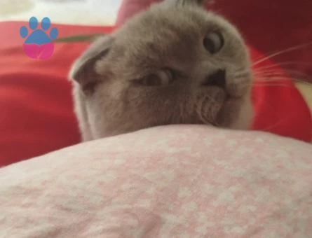 2 Yaşında Scottish Fold Yavrumuz
