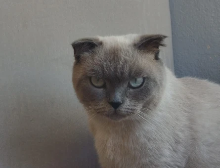 2 Yaşında Scottish Fold Yavrumuz