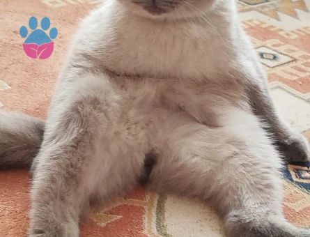 2 Yaşında Scottish Fold Yavrumuz