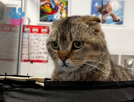 7 Aylık Scottish Fold Erkek Kedi