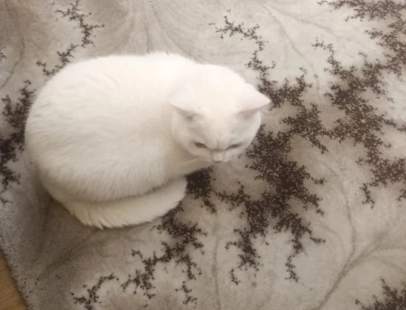 British Shorthair 1 Yaşında Dişi - 4151