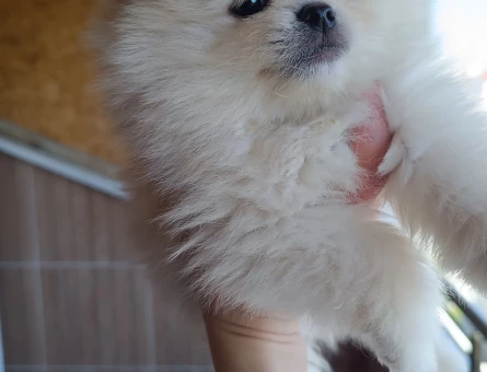 3 Aylık Pomeranian Boo Yuva Arıyor