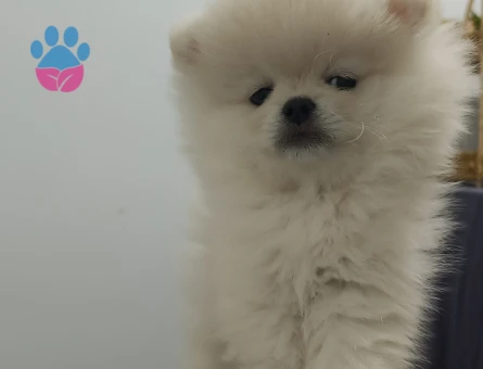 3 Aylık Pomeranian Boo Yuva Arıyor