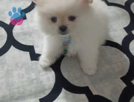 3 Aylık Pomeranian Boo Yuva Arıyor