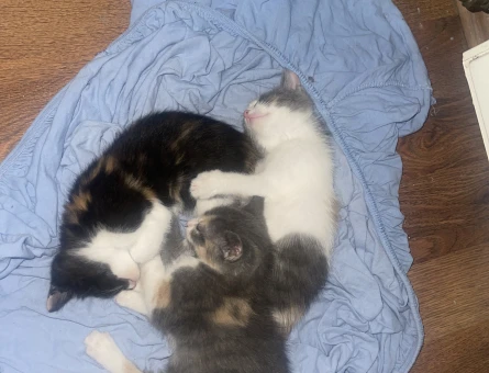 Tekir 1 Yaşında Eş Arıyor