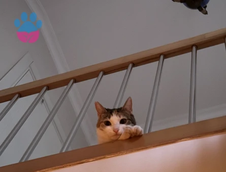 1 Yaşında Tekir Kedi