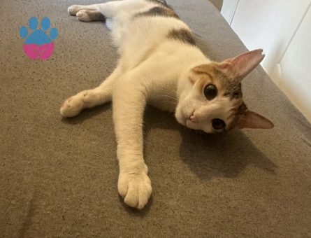 1 Yaşında Tekir Kedi