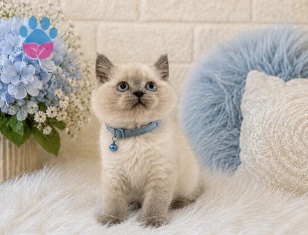 British Shorthair Erkek Bluepoint 2 Aylık