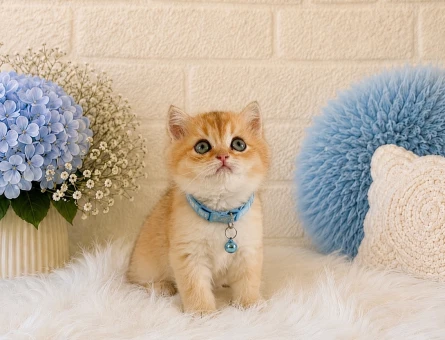 British Shorthair Golden Özel Ren Yavrumuz - 4449