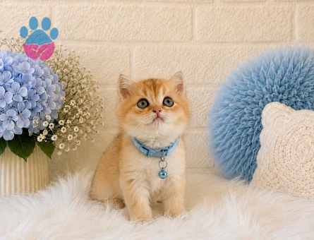British Shorthair Golden Özel Ren Yavrumuz