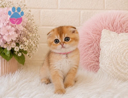 Scottish Fold Golden Dişi Sempatik Yavrumuz - 4451