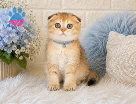 Golden Scottish Fold 2 Aylık baby Face Yavrumuz - 4452