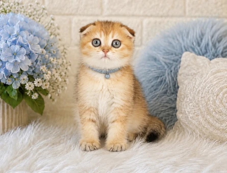 Golden Scottish Fold 2 Aylık baby Face Yavrumuz - 4452
