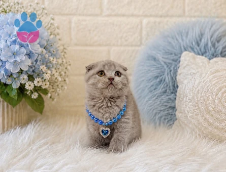 Scottish Fold Lilac Erkek Yakışıklı 2 Aylık - 4453