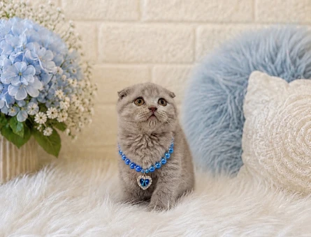 Scottish Fold Lilac Erkek Yakışıklı 2 Aylık - 4453