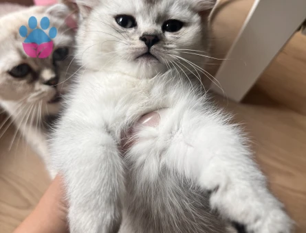 British ve Scottish bebekler 2 beyaz 1 gri Mavi göz