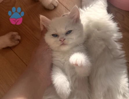 British ve Scottish bebekler 2 beyaz 1 gri Mavi göz