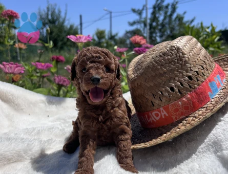 Kore Kanı Dark Red Brown Yavrular