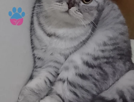 Scottish Fold Yavru Yeni yuva arıyor