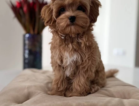 TOY POODLE SEVİMLİ YAVRULAR EV ÜRETİMİ - 4975