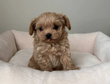 MALTİPOO CİNSİ YAVRULAR EV ÜRETİMİ - 4976