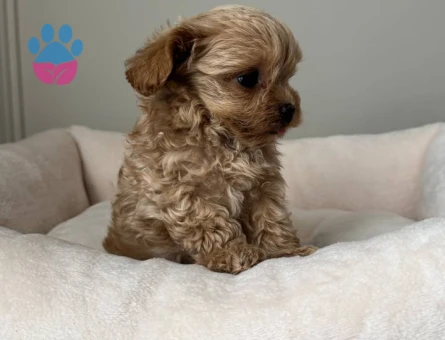 MALTİPOO CİNSİ YAVRULAR EV ÜRETİMİ