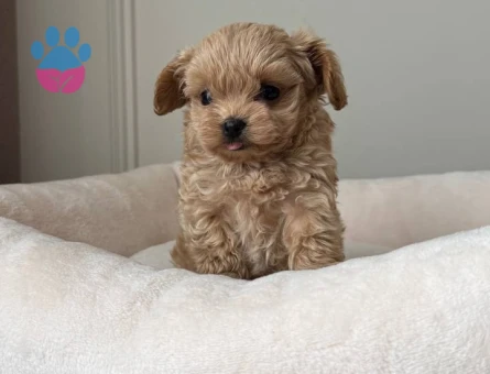 MALTİPOO CİNSİ YAVRULAR EV ÜRETİMİ