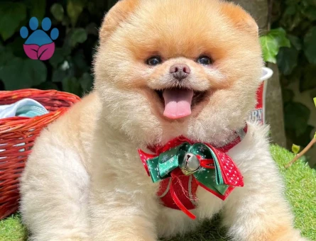 POMERRİAN boo yavrular