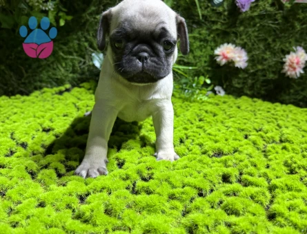 SİMİT KUYRUK PUG BEBEKLER - 4981
