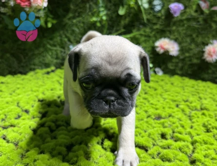 SİMİT KUYRUK PUG BEBEKLER