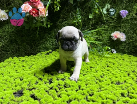 SİMİT KUYRUK PUG BEBEKLER