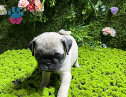 SİMİT KUYRUK PUG BEBEKLER