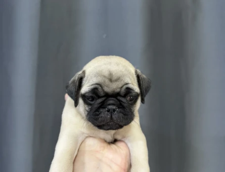KREM RENK PUG BEBEKLER - 4983