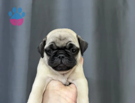 KREM RENK PUG BEBEKLER